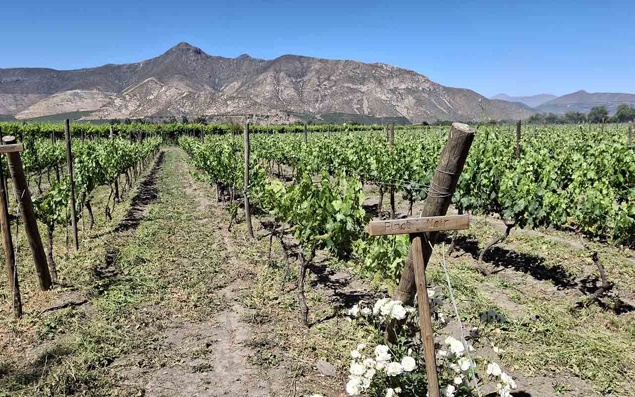 Vina Sanchez de Loria