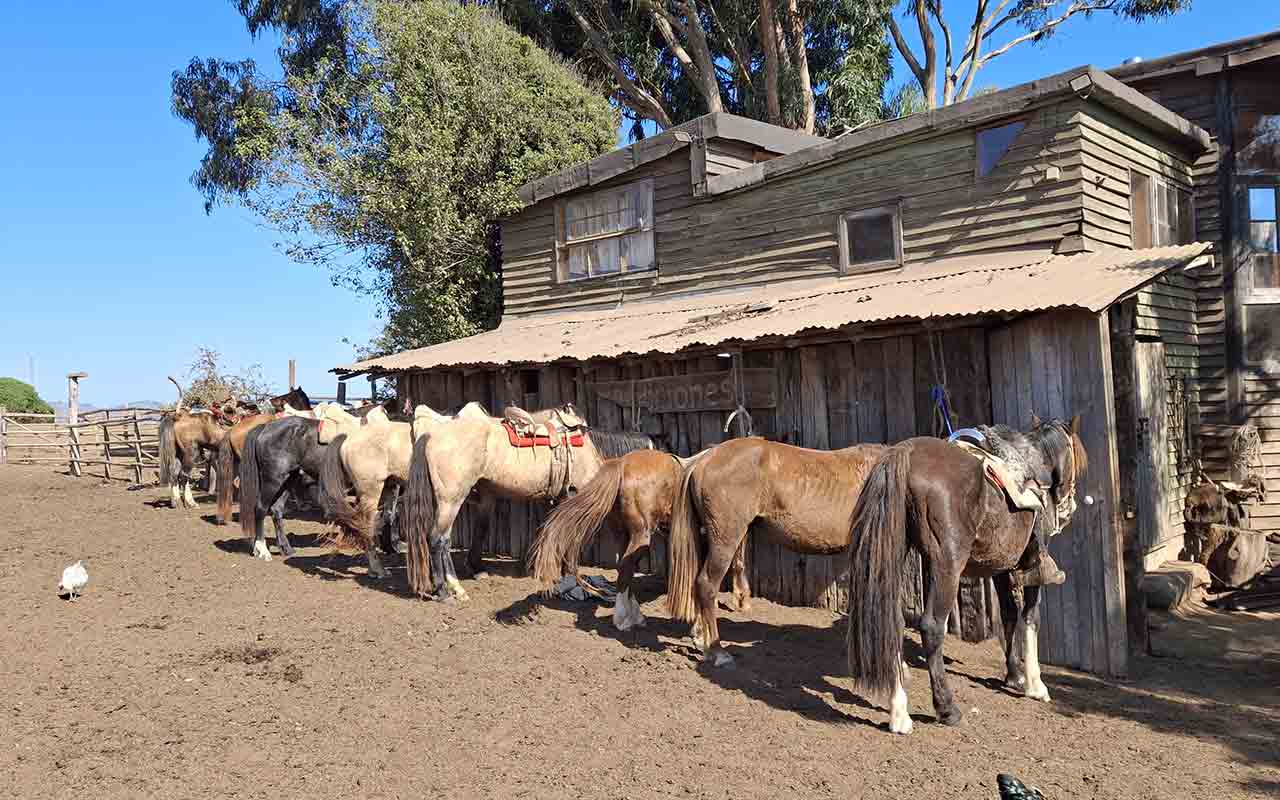 Beach Horseback Ride