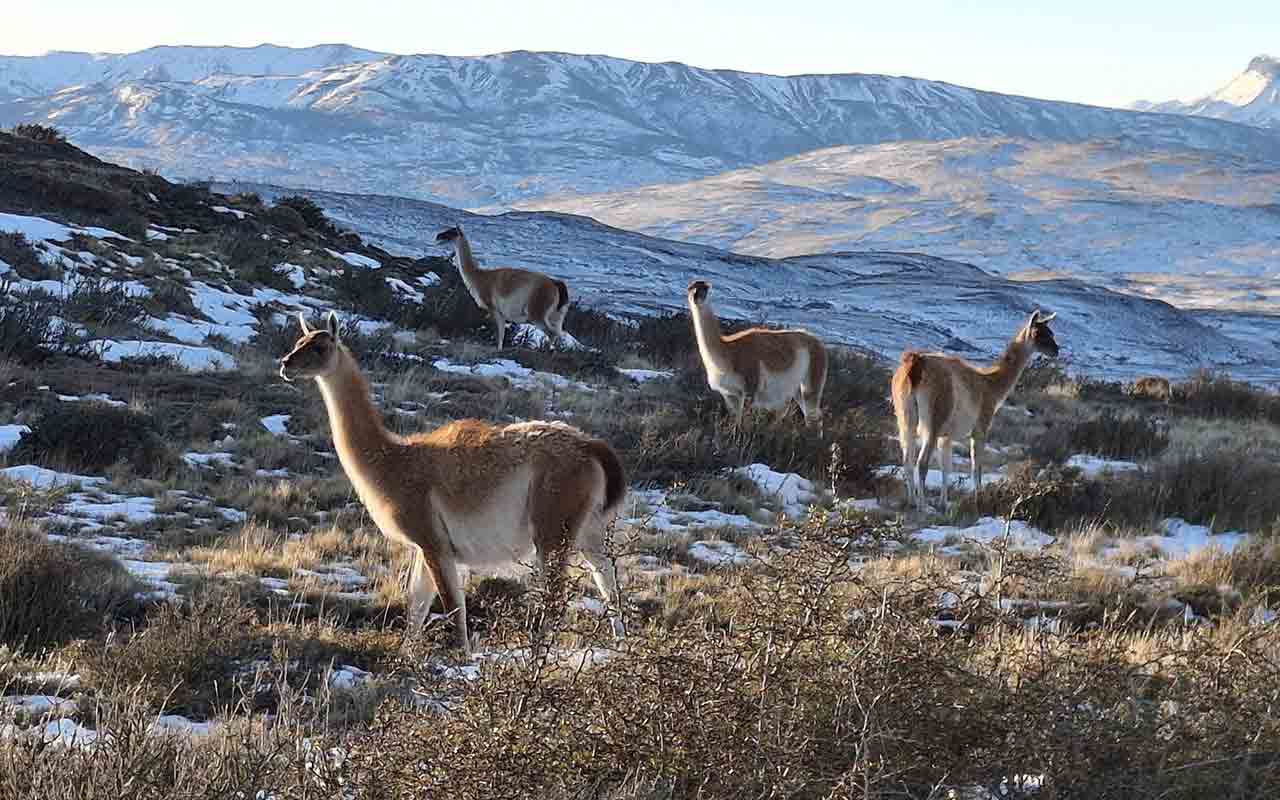 Patagonia