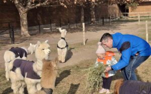 Alpacas