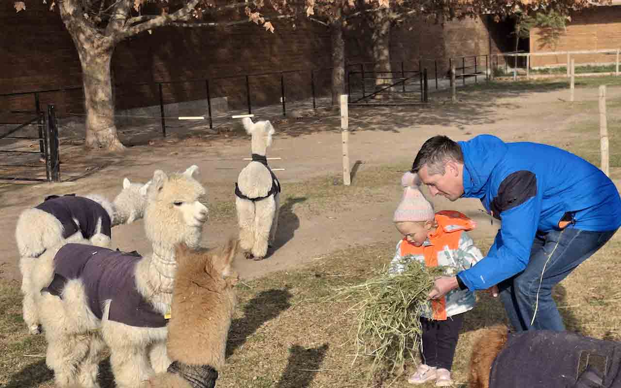 Alpacas