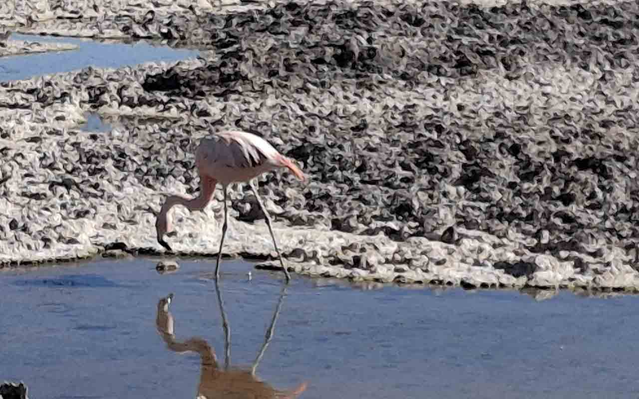 Atacama