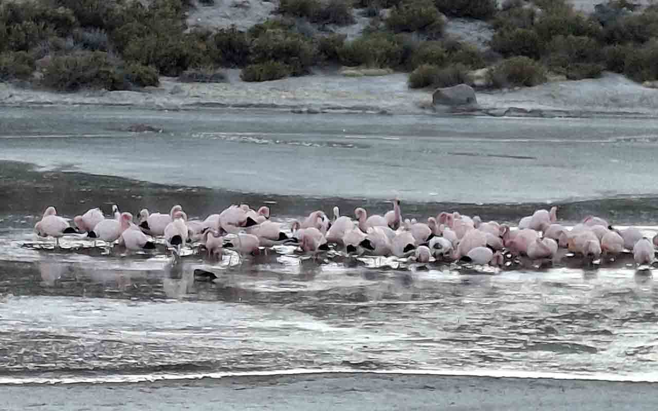 Atacama
