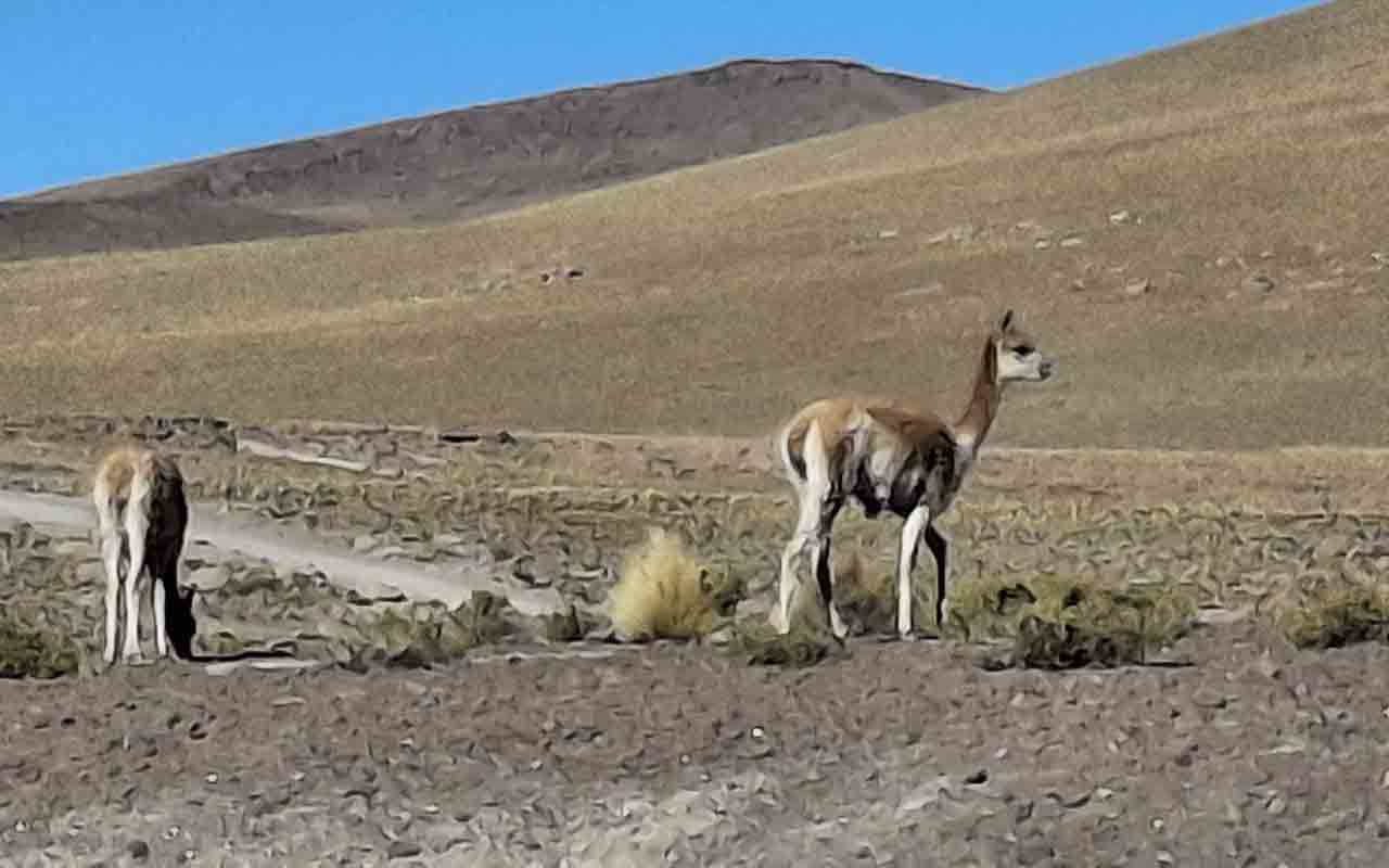 Atacama