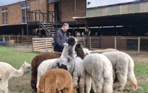 Alpacas