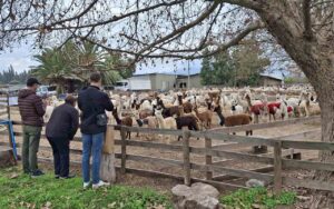 Alpacas