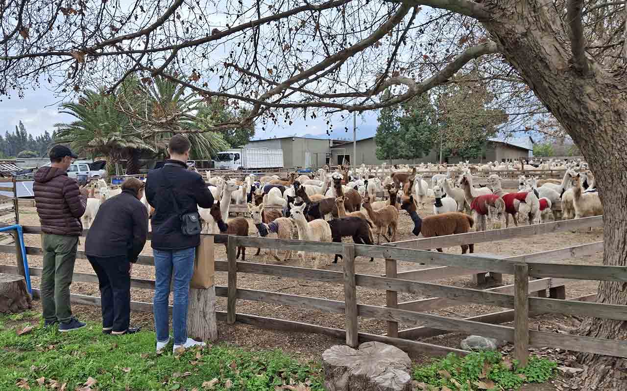 Alpacas