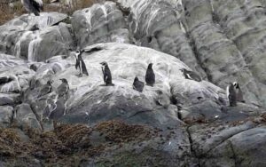 Penguins