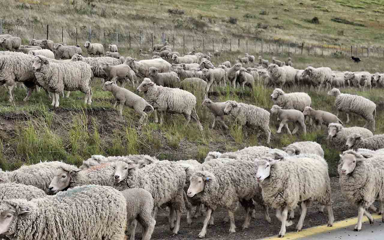 Patagonia