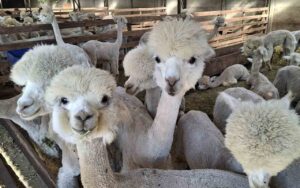 Alpacas