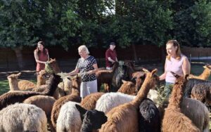 Alpacas