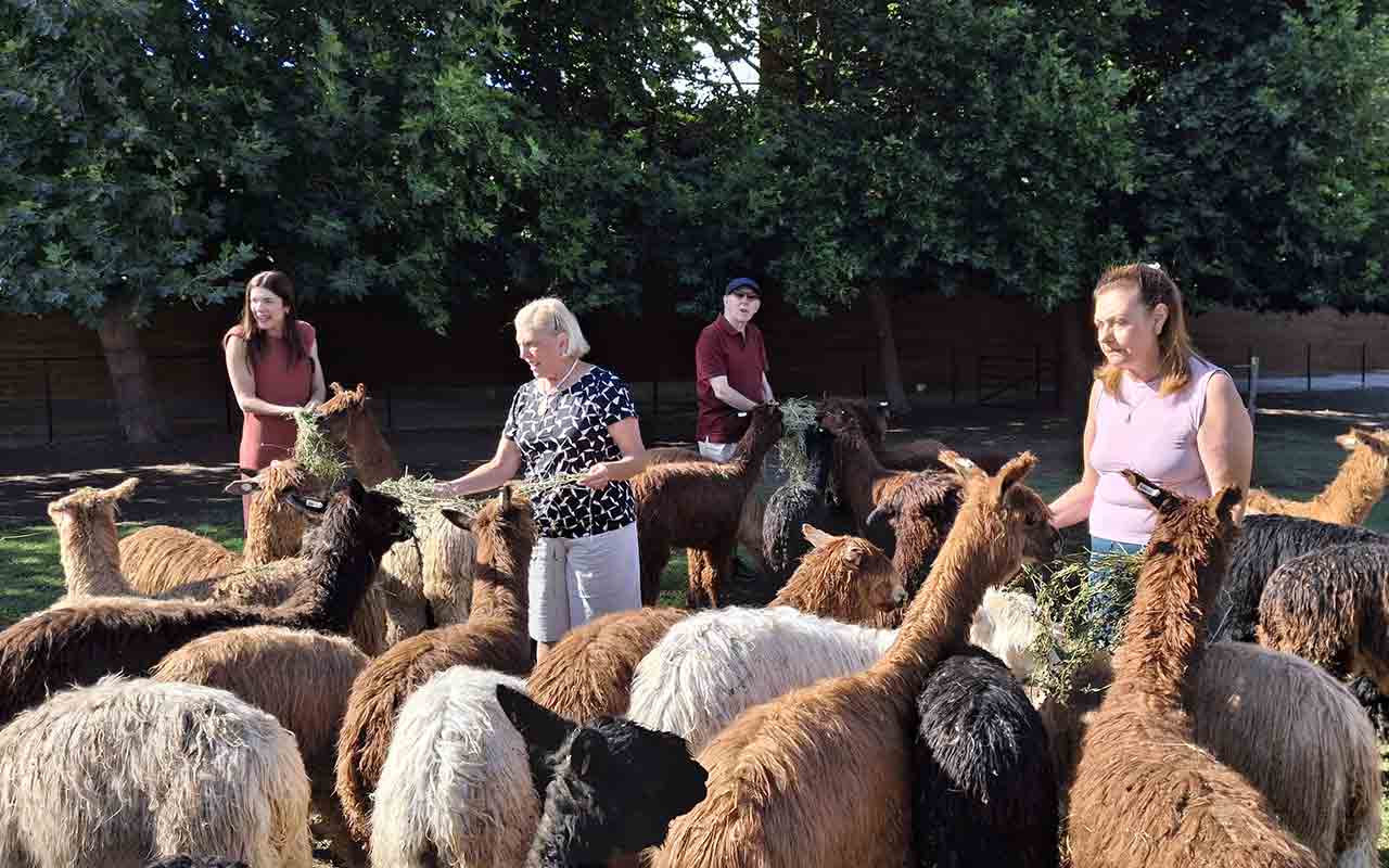 Alpacas