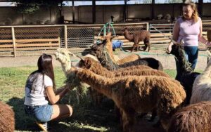 Alpacas