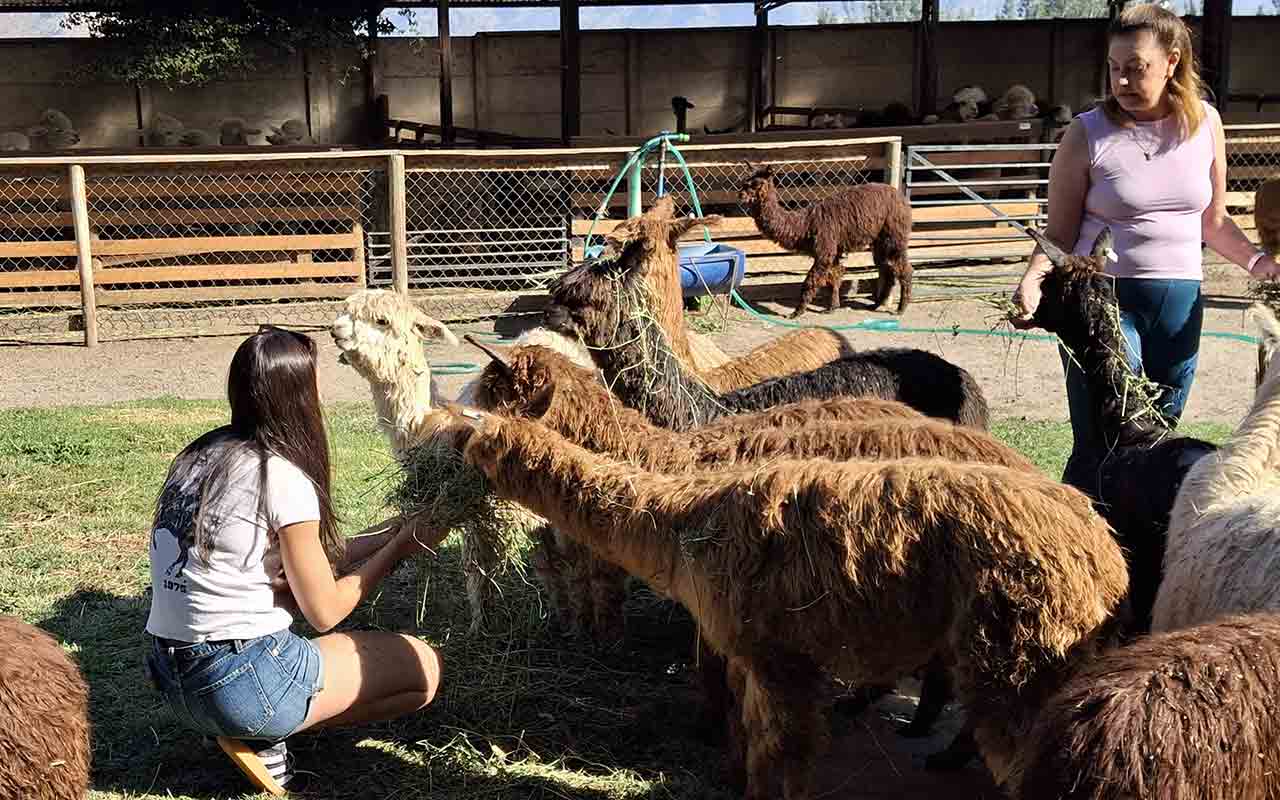 Alpacas