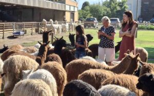 Alpacas