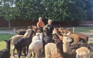 Alpacas