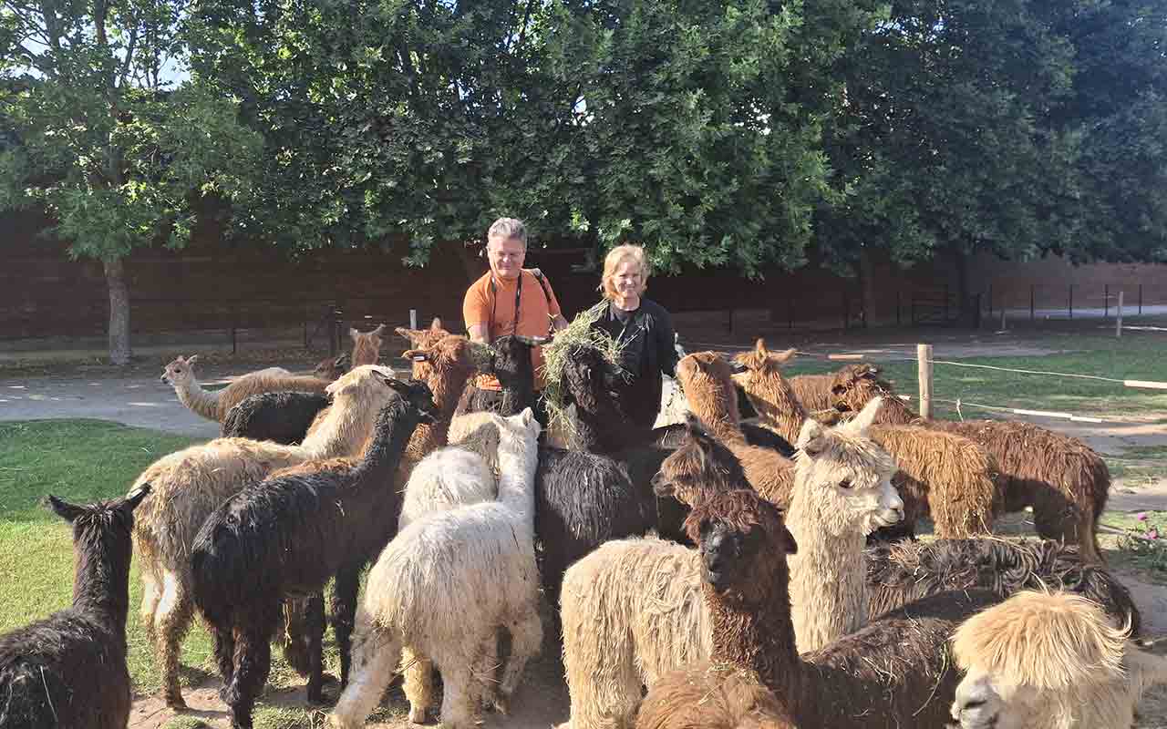 Alpacas
