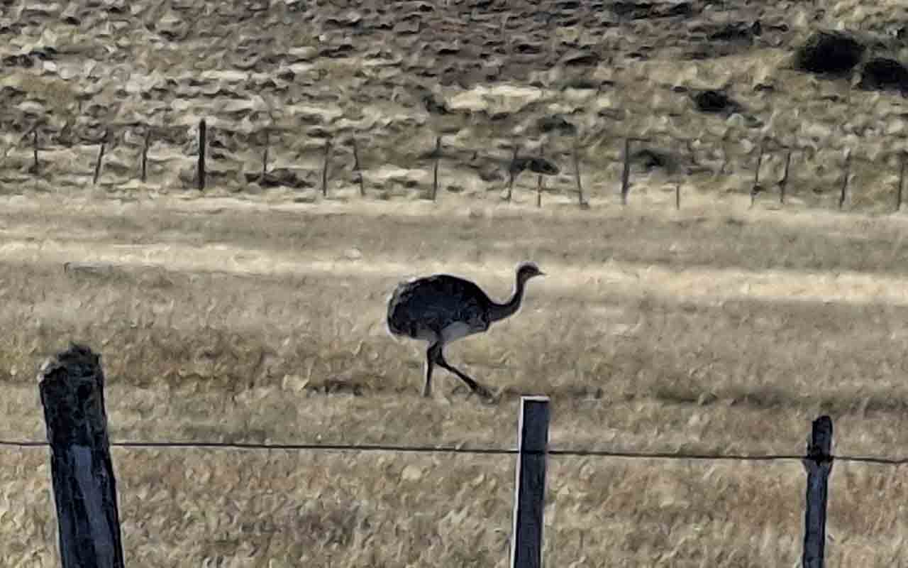 Patagonia