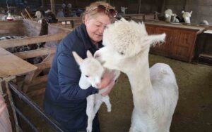 Alpacas