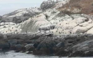 Penguins