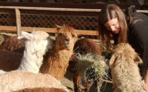 Alpacas
