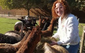 Alpacas