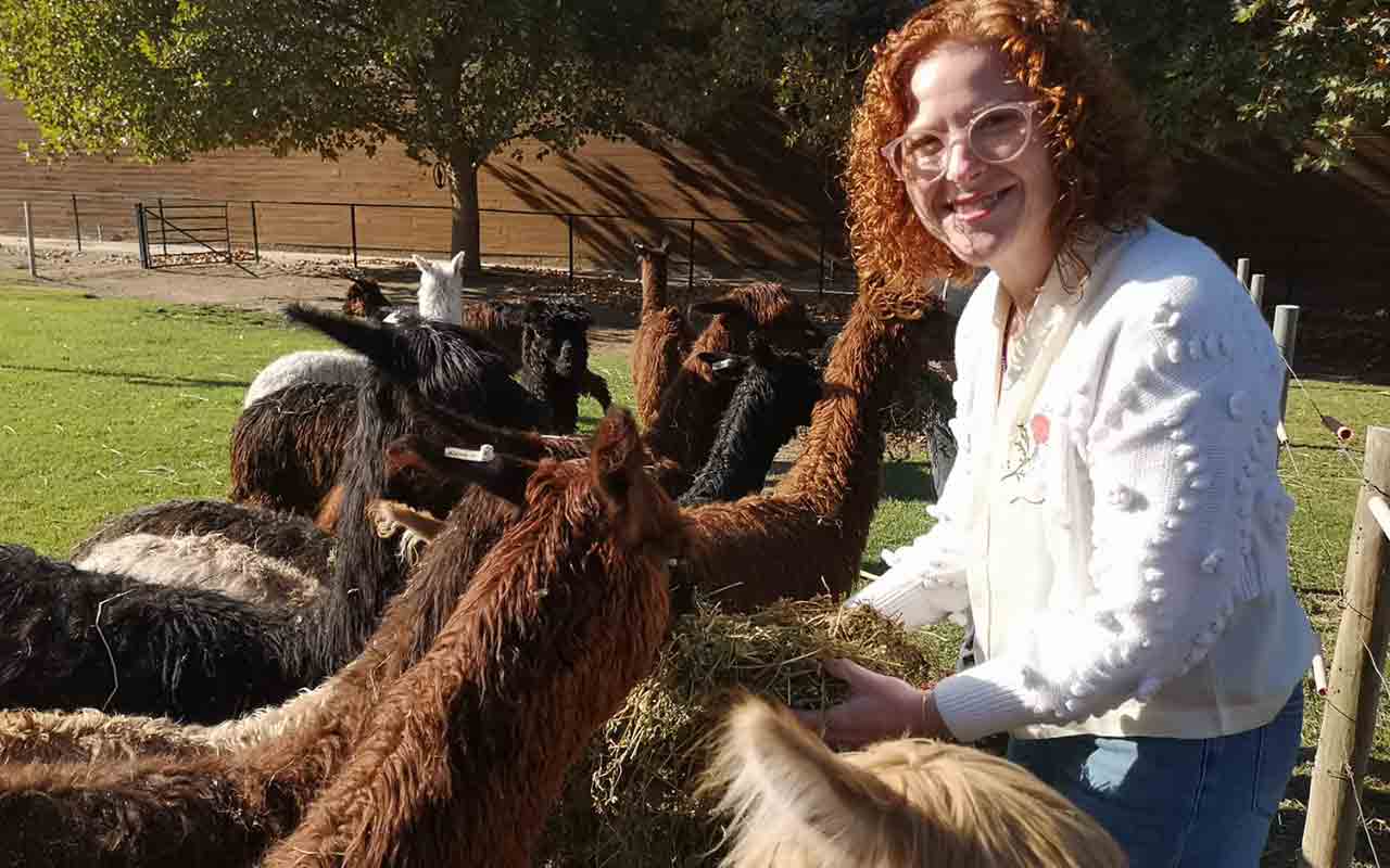 Alpacas