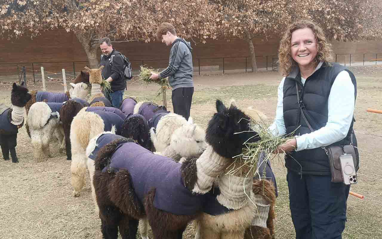 Alpacas