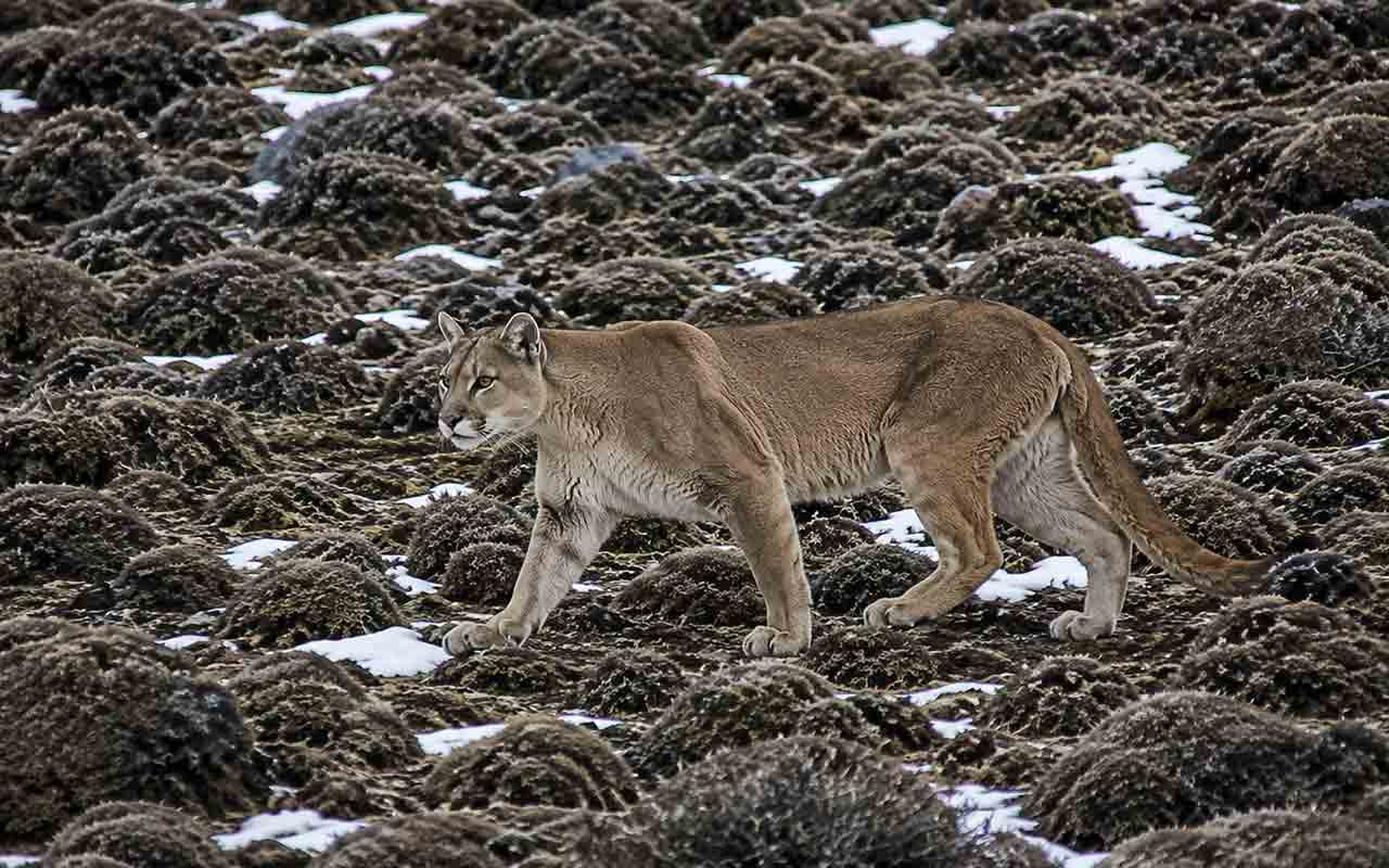 Patagonia